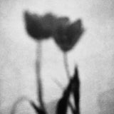 (Patti Smith)(Cross Section)