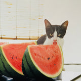 (Atsuki Sumida)(Kittens in Japan)