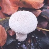 (Lulu Williams)(Princess Diana as Mushrooms)