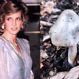 (Lulu Williams)(Princess Diana as Mushrooms Volume II)