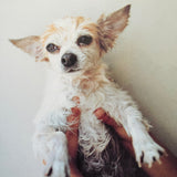 (Takashi Homma)(Tokyo)