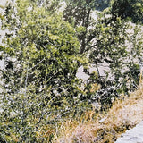 (Patagonia)(Unexpected)(Japanese edition)