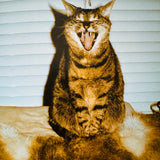 (Walter Pfeiffer) (Welcome Aboard)