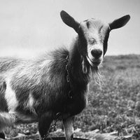 (Peter Hujar) (Animals and Nudes)