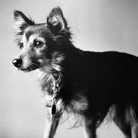 (Peter Hujar) (Animals and Nudes)