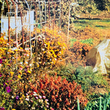 (Purple Books)(Elysian Fields)