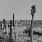 (Derek Jarman)(Eden in the shadow of Dungeness)