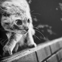 (Tatsuo Suzuki)(Friction/Tokyo Street)