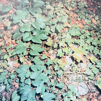 (Kenji Higuchi)(Photo Document Island of Poison-Gas)