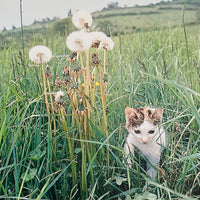 (Masahisa Fukase)(The Strawhat Cat)