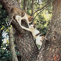 (Masahisa Fukase)(The Strawhat Cat)