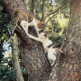 (Masahisa Fukase)(The Strawhat Cat)