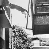 (Masahisa Fukase)(Viva! Sasuke)