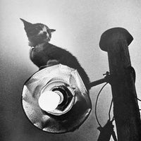 (Masahisa Fukase)(Viva! Sasuke)