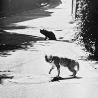 (Masahisa Fukase)(Viva! Sasuke)