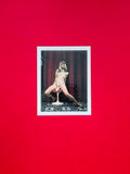 (Carlo Mollino)(Polaroids)