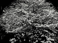 (Daido Moriyama)(Flowers)(Signed & Numbered)