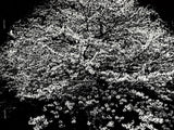 (Daido Moriyama)(Flowers)(Signed & Numbered)