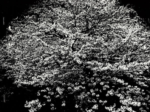 (Daido Moriyama)(Flowers)(Signed & Numbered)