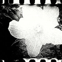(Daido Moriyama)(Flowers)(Signed & Numbered)