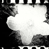 (Daido Moriyama)(Flowers)(Signed & Numbered)