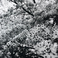 (Daido Moriyama)(Flowers)(Signed & Numbered)