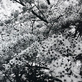 (Daido Moriyama)(Flowers)(Signed & Numbered)