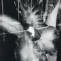 (Daido Moriyama)(Flowers)(Signed & Numbered)