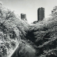 (Daido Moriyama)(Flowers)(Signed & Numbered)