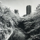 (Daido Moriyama)(Flowers)(Signed & Numbered)