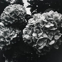 (Daido Moriyama)(Flowers)(Signed & Numbered)