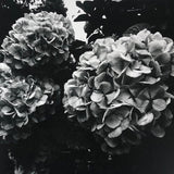 (Daido Moriyama)(Flowers)(Signed & Numbered)