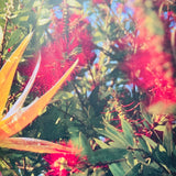 (Roger Steffens)(The Family Acid: California)