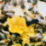 (Wolfgang Tillmans)(Serpentine Gallery)
