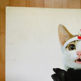 (Namennayo Dai Shashinkan)(Sorry Cats)