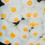 (Rinko Kawauchi)(Utatane)