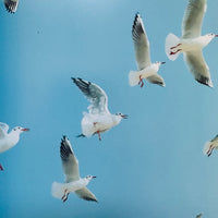(Rinko Kawauchi)(Utatane)