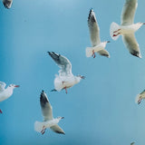 (Rinko Kawauchi)(Utatane)
