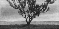 (Jungjin Lee)(EVERGLADES)