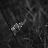 (Sophy Rickett)(The Death of a Beautiful Subject)