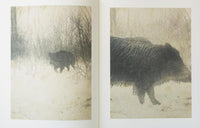 (Stephen Gill)(Night Procession)