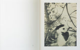 (Stephen Gill)(Night Procession)