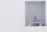 (Jack Latham)(Parliament Of Owls)