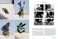 (The Plant - Issue 6 Spider Plant)