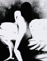 (Daisuke Yokota)(横田大輔)(Taratine)(垂乳根)