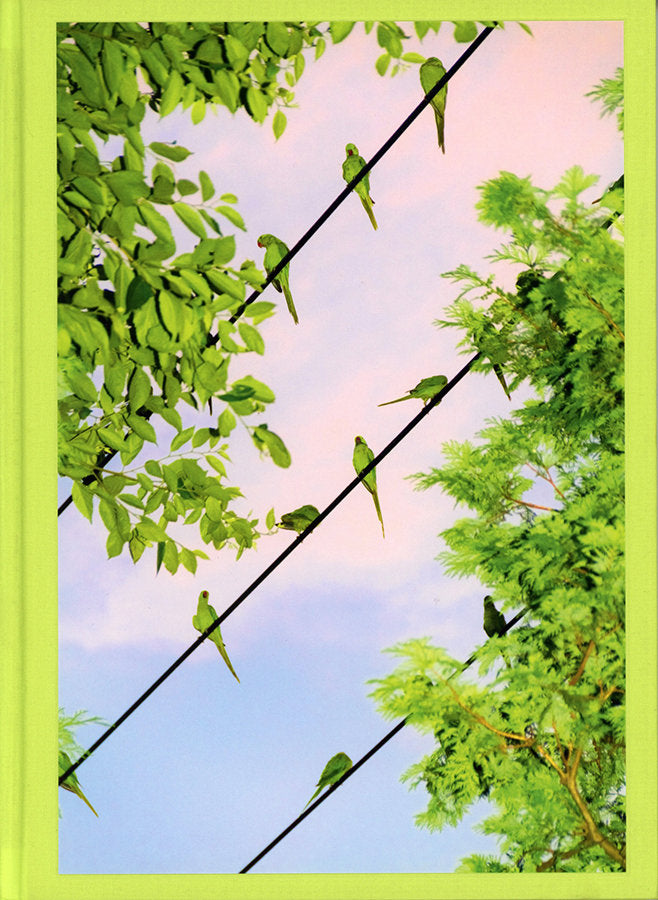 Amazon.co.jp: TOKYO PARROTS : 水谷吉法, 水谷吉法: Japanese Books